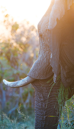 Extreme Sports Mountain Climbing